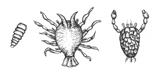 crustaceans